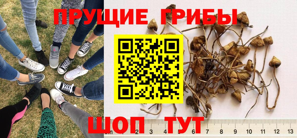 Галлюциногенные грибы Psilocybe Черногорск